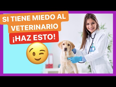 Video: Pregúntele a un veterinario: ¿Pueden los perros oler el miedo?