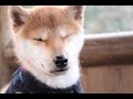 柴犬だいふく（子犬編）眠気とたたかうぞ [Shibainu Daifuku felt asleep2]