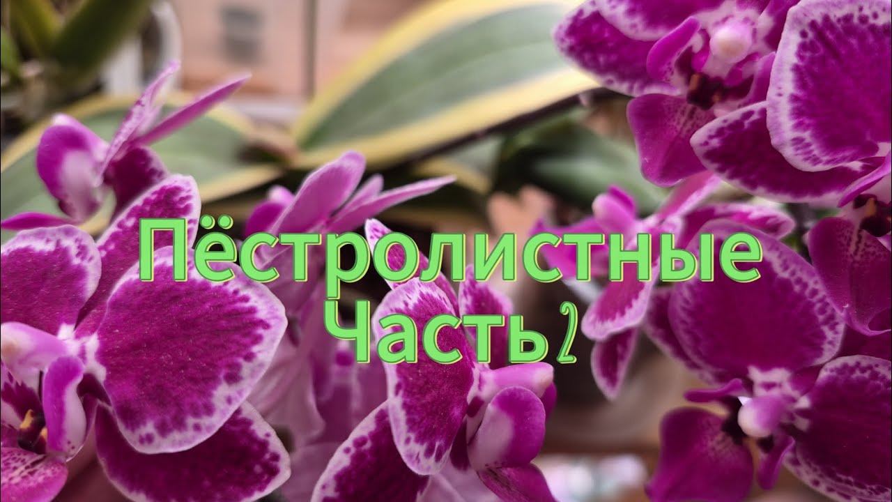 Пёстролистные парфюмерки в коллекции!#цветущиеорхидеи #обзорорхидей #орхидеи #flowers 