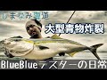 【しまなみ海道】地磯でシーバスの道具で青物を釣ってみたよ！