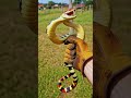 Shocking fact about coral snake attack #shorts #facts #animals