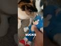 Kitty Vs Sonic The Hedgehog 🐱❤️ #sonicthehedgehog #sega #cats #catsshorts #viral #trending #plushe