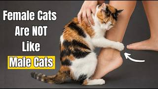 5 Reasons Why Female Cats Are Completely Different From Male Cats