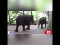 #srilanka #zoo #elephant #compilation #wellness #trained #viral #video #youtubeshorts #vlog #part1