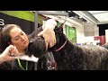 Pet Trim Giant Schnauzer Part 2 の動画、YouTube動画。