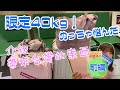 【めっちゃ悩んだ限定40kg】介紹帶來台灣的東西【前編】