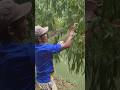 hunting a snake on the edge of the river#animals #nature #vidioshort
