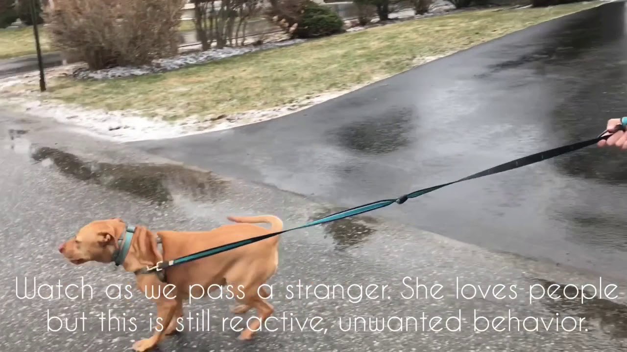 Pitbull Learns To Stop Pulling On Leash YouTube