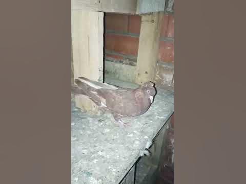 молодой# бакинец - YouTube