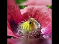 Papaver met bijtjes