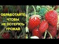 Обработайте Клубнику Чтобы не Потерять Урожай. 4 Народных Средства от Долгоносика