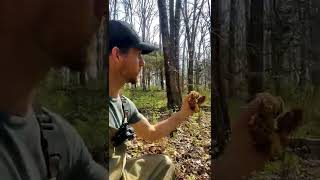Tricks to morel mushrooms