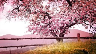 7 Hours of Relaxing Sleep Music: Soft Piano Music, Sleeping Music, Sweet Dreams ★122 M60796310