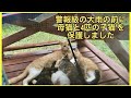 大雨の前に母猫と4匹の子猫を保護しました 保護前〜子猫の里親まで