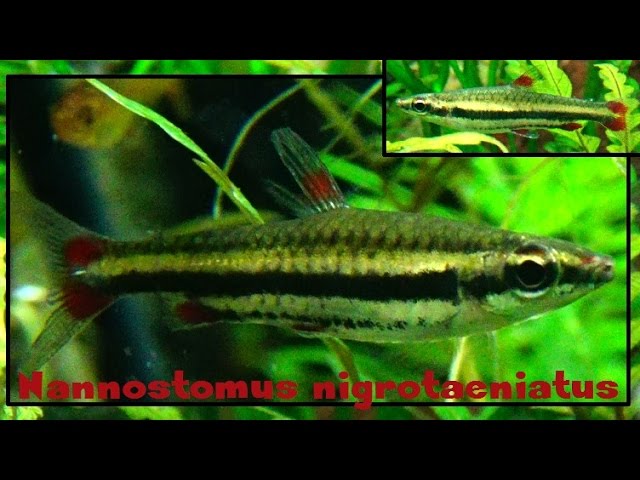 Nannostomus beckfordi - Poisson Crayon doré - Aquaplante