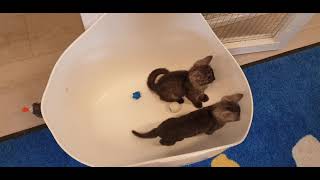 Smoke Egyptian Mau kittens by Karlskoga Katthotell & Butik 214 views 2 years ago 56 seconds