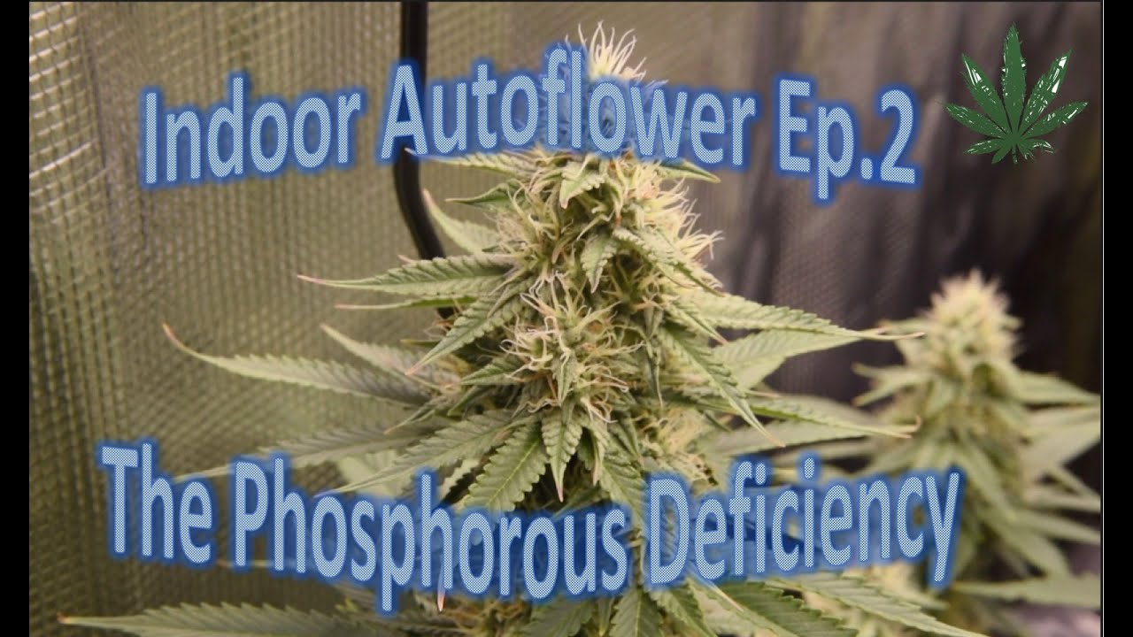 Season 1 Ep. 2 Indoor AutoFlower Cannabis Grow (Organic) NPK Phosphorous Deficiency