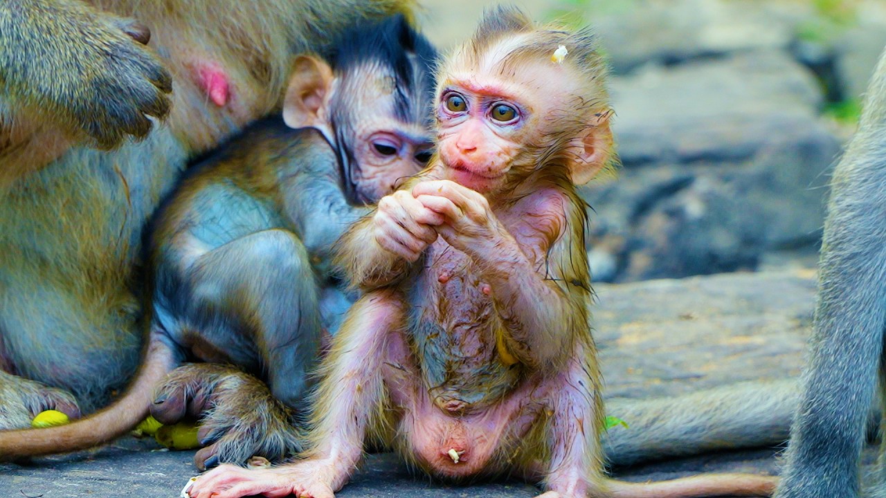 Poor Adorable Baby Monkey Boris Is More Better, Momma Well Take Care Her Baby