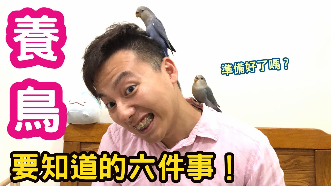 【鸚鵡】養鳥前，你該知道的六件事情！