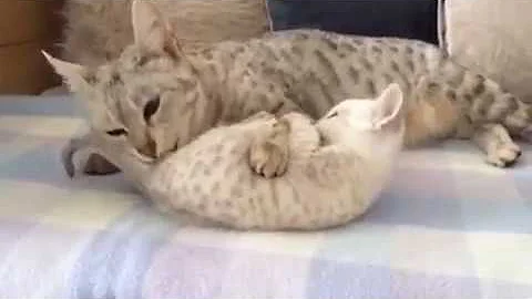 Watch the video about Sittingpretty Lila Paws F3 Silver Seal Lynx Point Savannah kitten