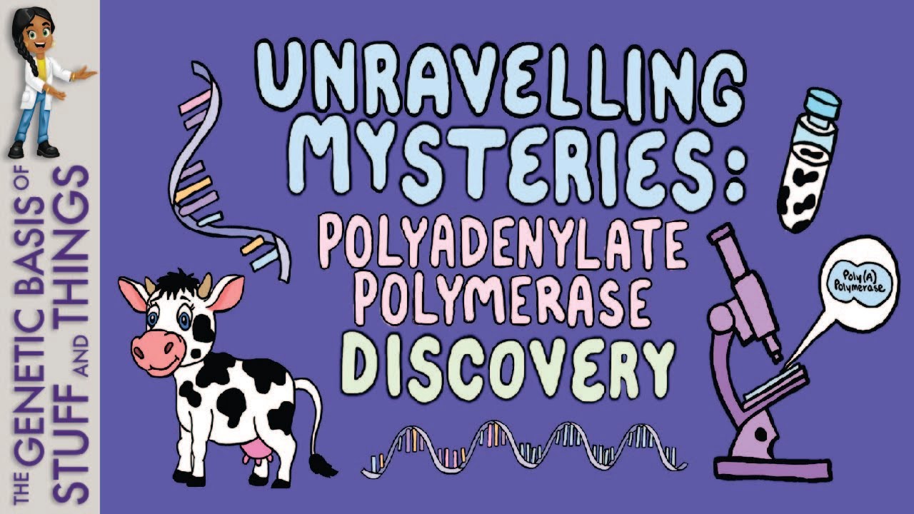 The discovery of polyadenylate polymerase Unravelling the mysteries of