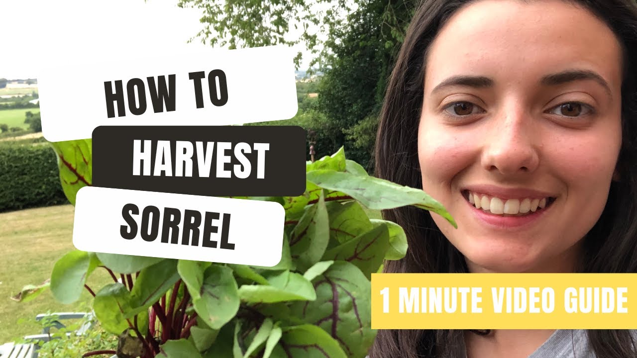 Quick Tutorial On How To Harvest Sorrel Growing In Your Garden YouTube