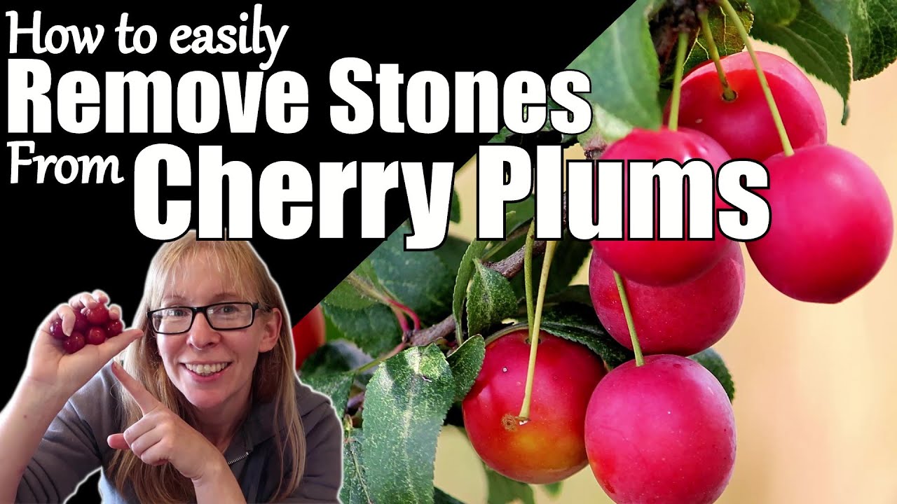 How to Remove Stones from Cherry Plums / Small Plums YouTube