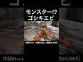 【モンスター】体調80ｃｍ！体重1.8㎏！24,000円の巨大ゴシキ海老/Okinawa&#39;s giant shrimp [Japanese street food]#shorts