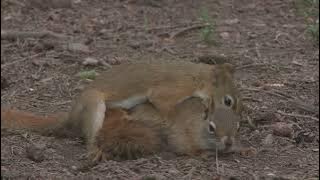 Red squirrel male and female | pair | mating animals | sex | reproduct