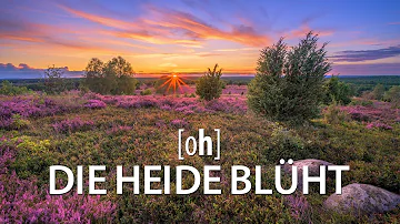 Wo kann man die Heide blühen sehen?