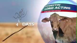 Cydectin Long Acting Injection for Cattle - Northern