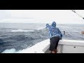 Blue Marlin Part 2 • BLUE • Episode 4