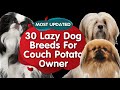 Lazy Dog Breeds for Couch Potato Owners (MOST UPDATED)