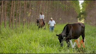 Documentário Terra e Sustentabilidade - EMBRAPA ILPF