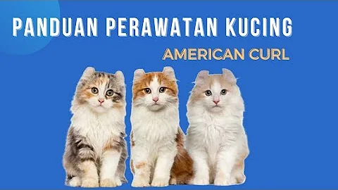 Watch the video about Panduan Perawatan Kucing American Curl#Kucing
