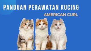 Panduan Perawatan Kucing American Curl#Kucing