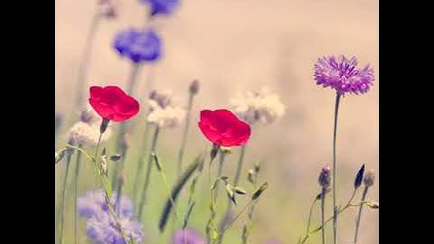 سورة الاخلاص متكررة القارئ ناصر القطامي