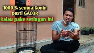 Cara cepat dan mudah membuat Konin gacor siang malam #kolibri ninja gacor #konin gacor #konin ijoan