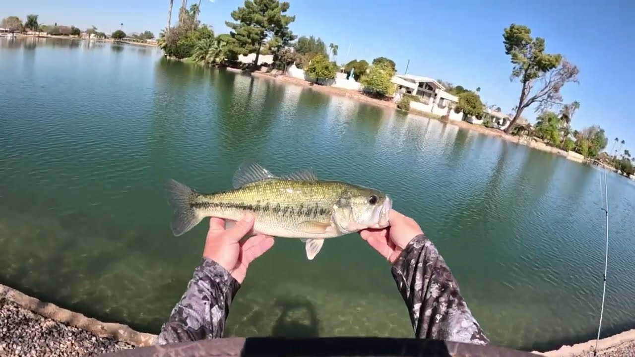 INSANE Neighborhood Pond Bass Fishing! (CHEAT-CODE-ACTIVATED!!!)