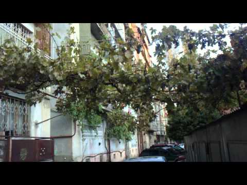 plural grapes on the buildings-ვაზი შენობებზე.