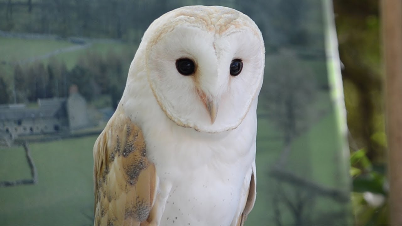 いないいな い ばあ メンフクロウが来園者お出迎え Youtube