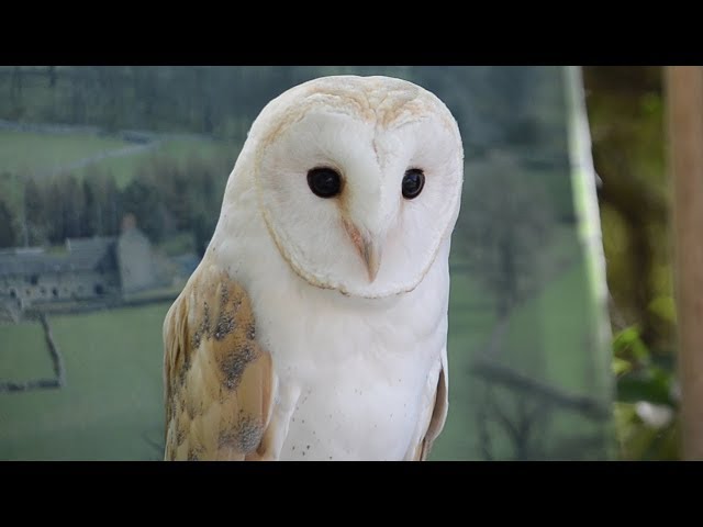 ＊恭ちゃんフクロウ君＊【メンフクロウ】＊レア 恭ちゃんフクロウ君＊【メンフクロウ】＊レア メンフクロウ