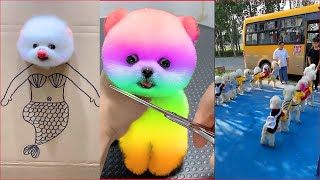 Tik Tok Chó Phốc Sóc Mini  Funny and Cute Pomeranian #146