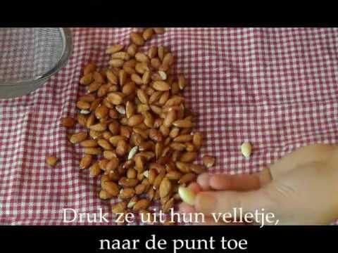 Video: Steppe Amandel Of Boon - Kleine Sierstruik