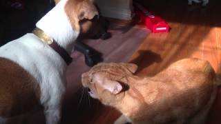 Terrier vs. Cat