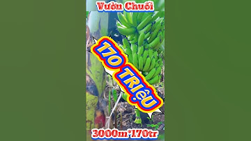 Chủ ngợp ngân hàng cần bán gấp lấy tiền trả nợ , tặng luôn vườn chuối sẵn trên đất #datnengiare