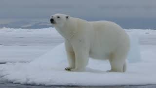 Polar bear walking and rolling on ice