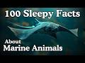 100 Sleepy Facts About Marine Animals to Fall Asleep To