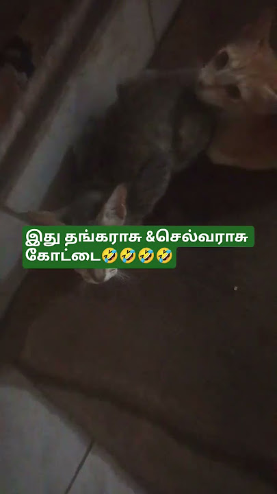 செல்வராசு தான் இங்கு எல்லா 😂