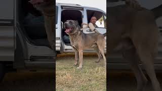 Köpek Değil Panter Sanki.